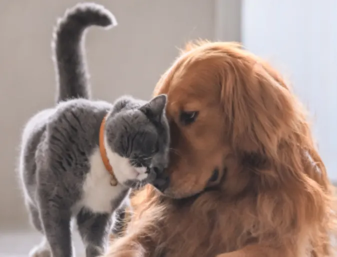 Dog and cat at home